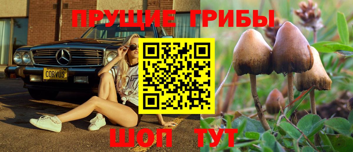 Псилоцибиновые грибы Cubensis Сланцы